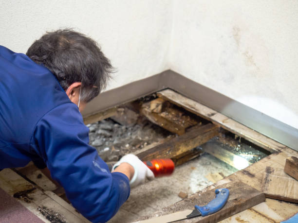Crawl Space Mold Removal in Red Bay, AL
