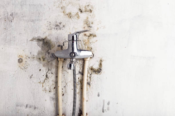 Certified Mold Removal in Red Bay, AL