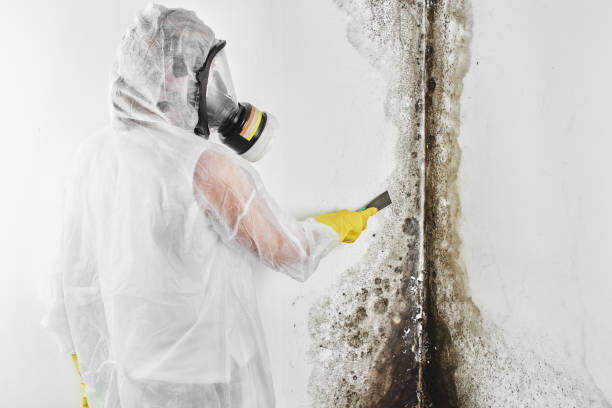 Best Home Mold Removal  in Red Bay, AL