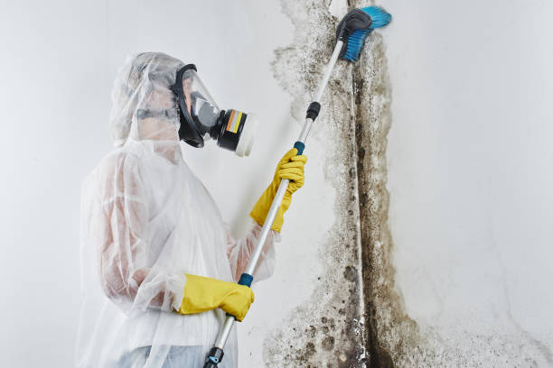 Best Mold Cleaning Services  in Red Bay, AL