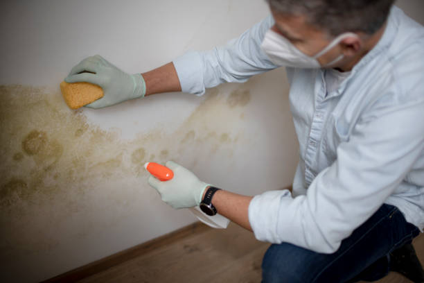 Best Emergency Mold Removal  in Red Bay, AL