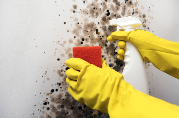 Best Mold Damage Repair  in Red Bay, AL