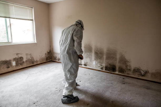 Best Commercial Mold Removal  in Red Bay, AL