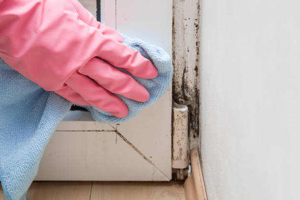 Best Crawl Space Mold Removal  in Red Bay, AL